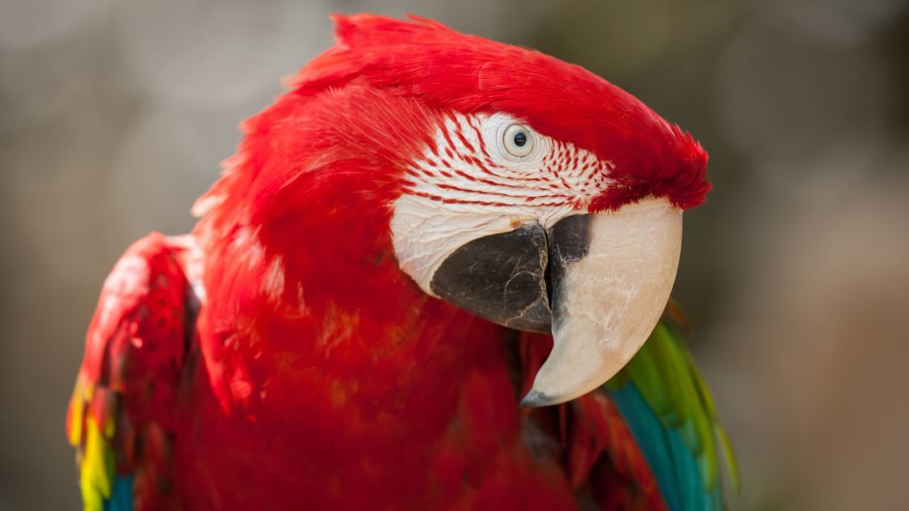 Попугай Ара, Тропическая Птица, Красный, HD, 2K, 4K