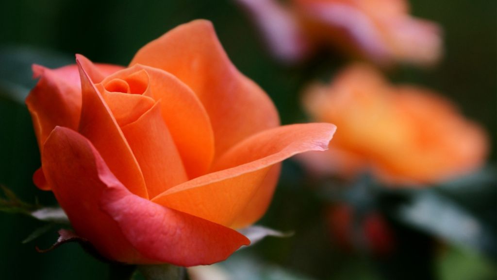 Оранжевая Роза, Роза Цветов, HD, 2K, 4K