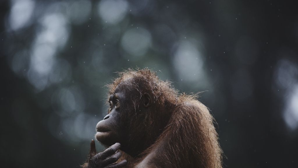 Орангутанг, Борнео, Малайзия, Дикая Природа, Фотоконкурс National Geographic Traveler, HD, 2K, 4K, 5K