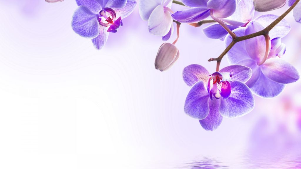 Орхидея, Цветок, HD, 2K, 4K