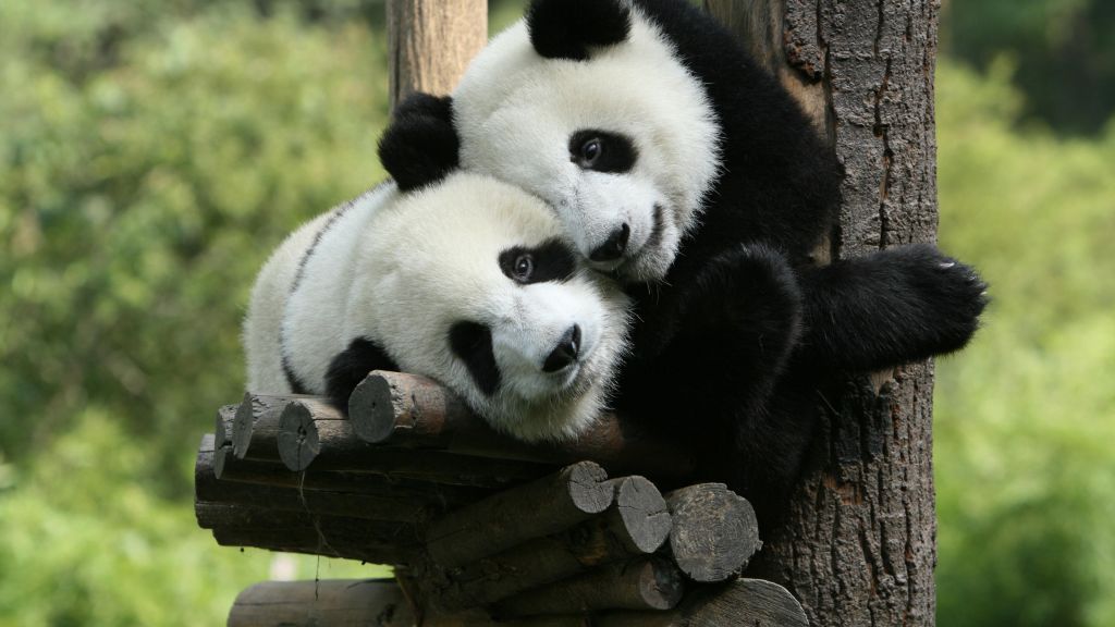 Панда, Зоопарк Гигантских Панд, Китай, Милые Животные, HD, 2K, 4K
