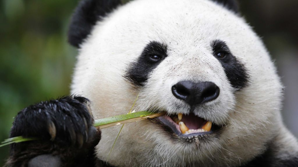 Панда, Зоопарк Гигантских Панд, Милые Животные, HD, 2K, 4K