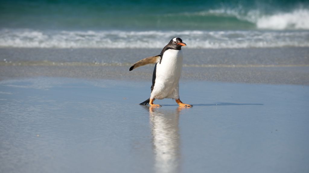 Пингвин, Берег, Море, Океан, Милые Животные, HD, 2K, 4K, 5K