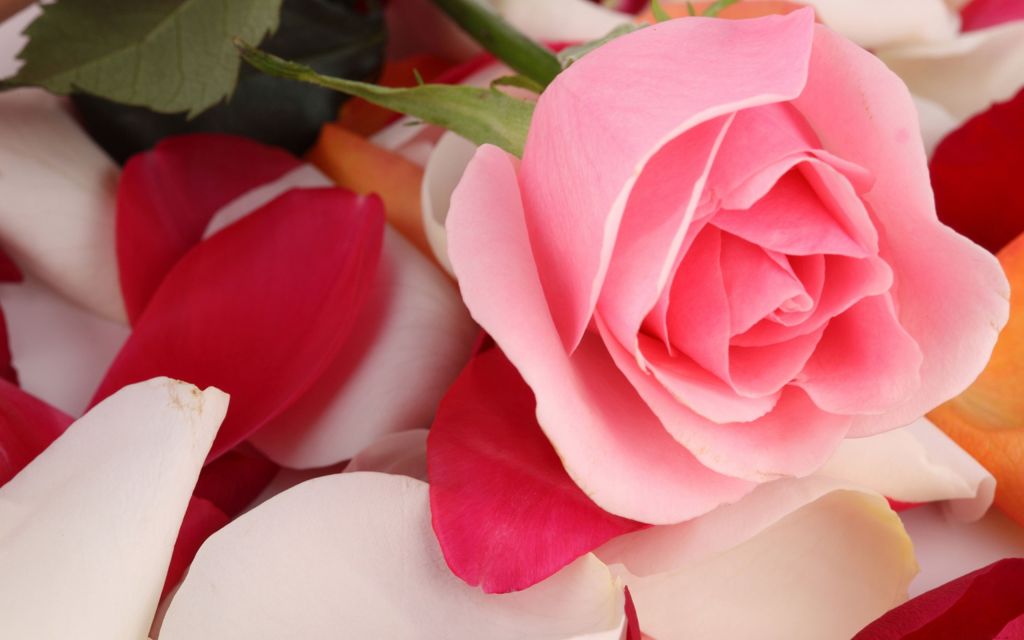 Розовая Роза, Лепестки Роз, HD, 2K
