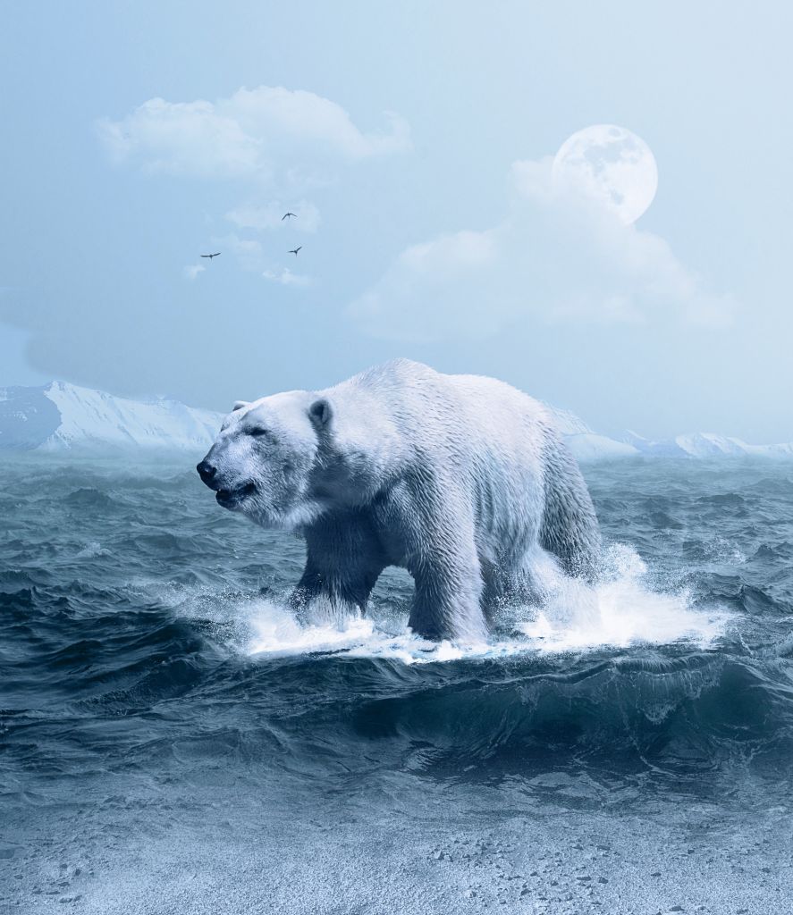 Белый Медведь, Арктика, Белый Медведь, Океан, HD, 2K