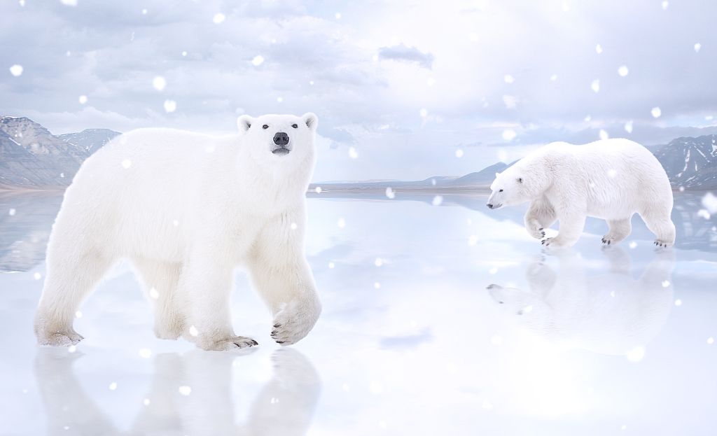 Белые Медведи, Снегопад, 4К, HD, 2K