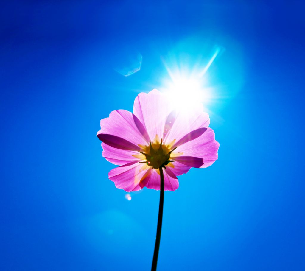 Фиолетовый Цветок, Солнечный День, Сток, Андроид, HD, 2K