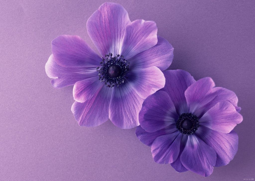 Фиолетовые Цветы, HD, 2K