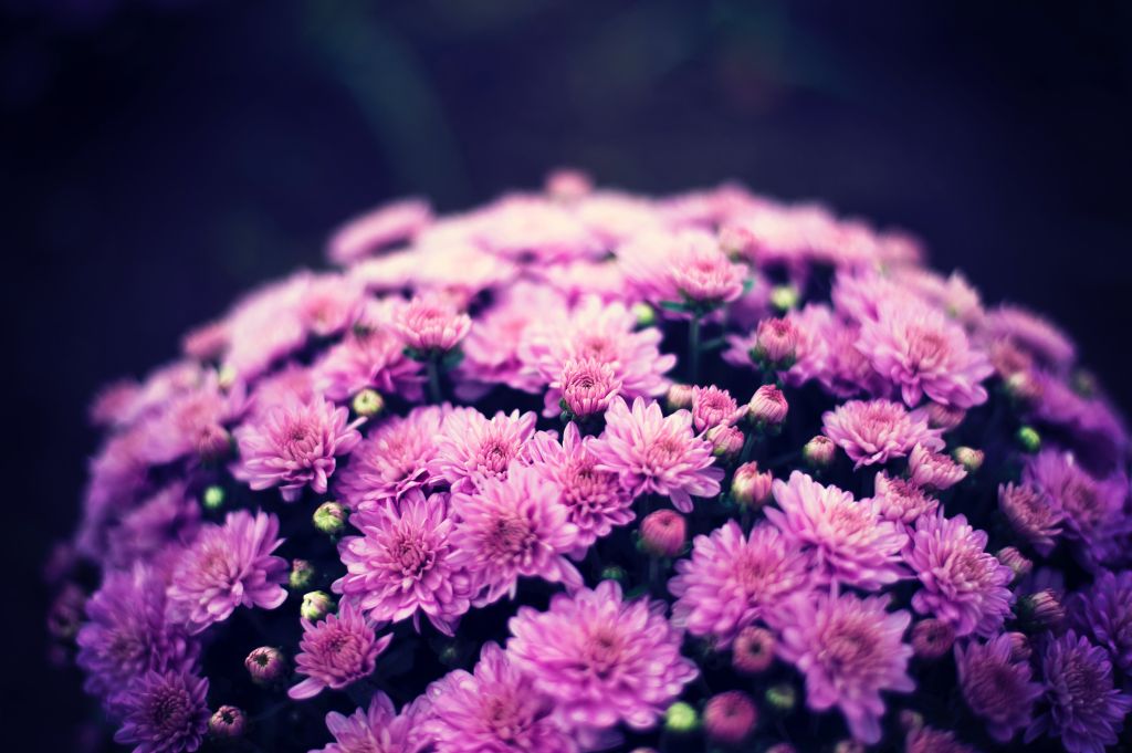 Фиолетовые Цветы, Цветы Хризантемы, HD, 2K, 4K