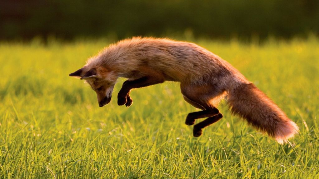 Red Fox, Зеленая Трава, Прыжки, Солнечный День, Дикая Природа, HD, 2K, 4K