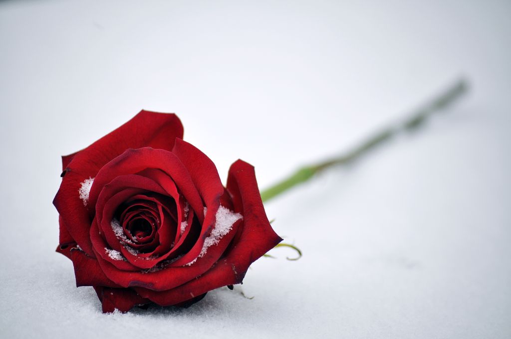 Красная Роза, Снег, HD, 2K, 4K