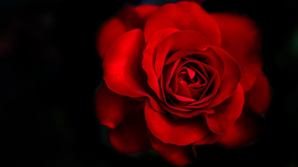 Красная Роза, Темный Фон, 5К, HD, 2K, 4K, 5K
