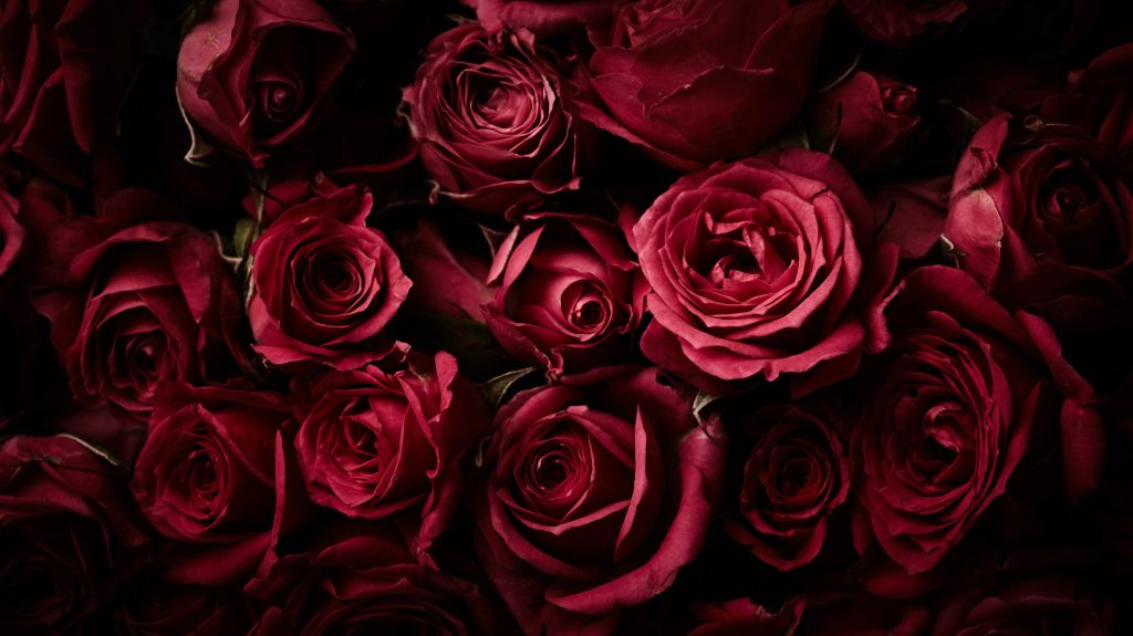 Красные Розы, Розовые Цветы, Темный Фон, HD, 2K, 4K