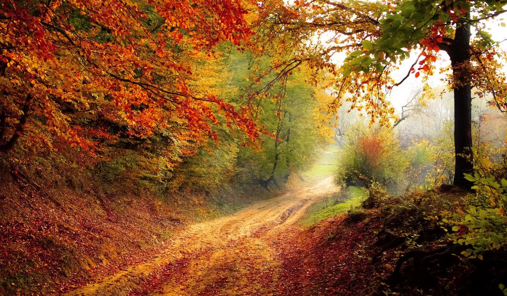 Дорога, Путь, Осень, Лес, Деревья, Листья, HD, 2K