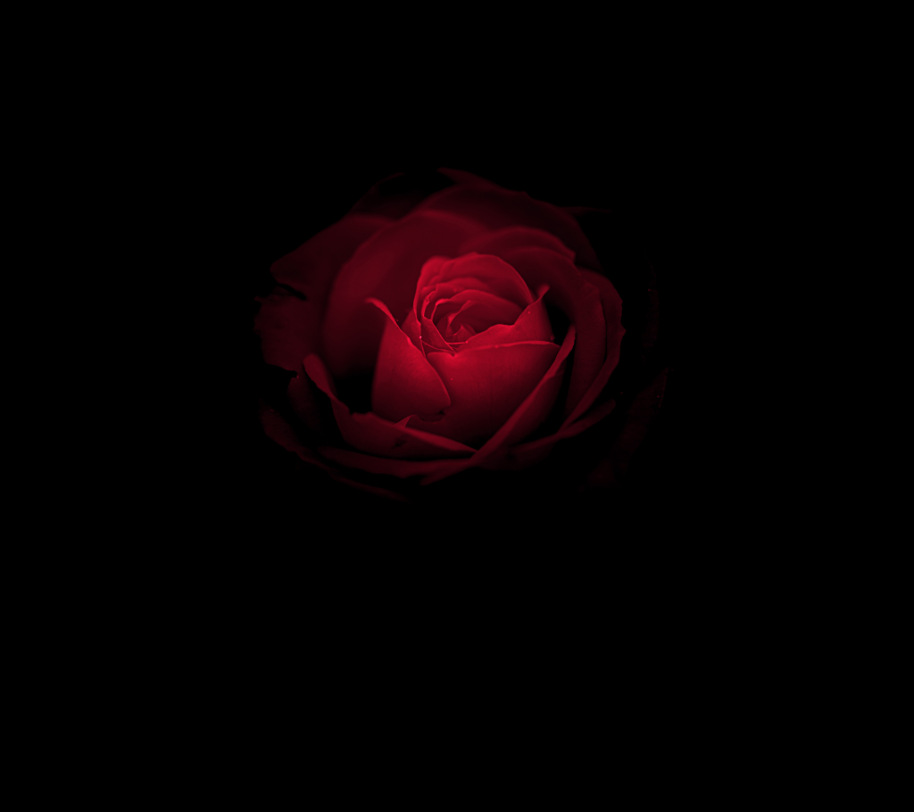 Цветок Розы, Красная Роза, Huawei Mate Rs, Porsche Design, Черный, Сток, HD, 2K
