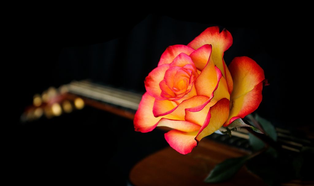 Цветок Розы, Апельсин, HD, 2K