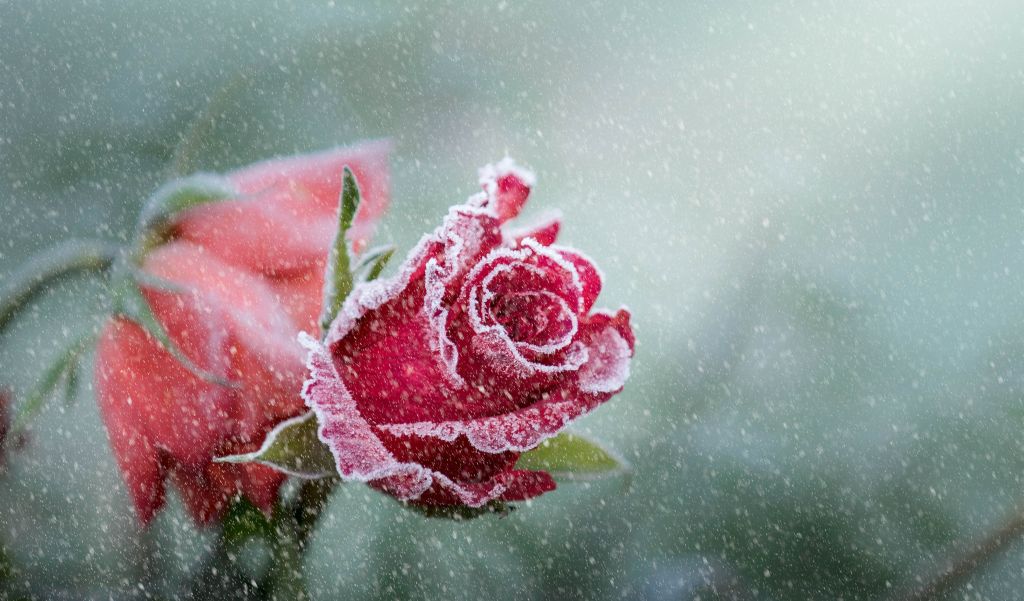 Роза, Мороз, Снегопад, HD, 2K