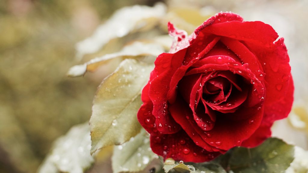 Роза, Красный, Весна, Цветок, HD, 2K, 4K