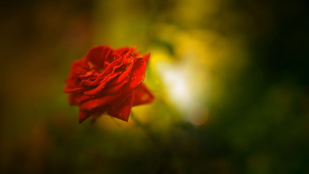 Роза, Красный, Весна, Цветок, HD, 2K, 4K