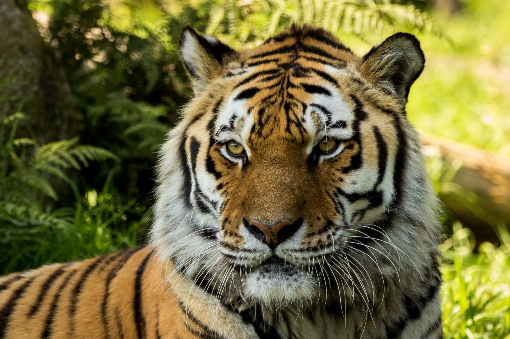 Сибирский Тигр, Зоопарк Дартмур, HD, 2K