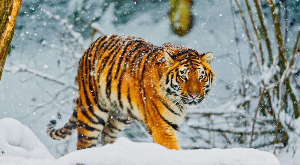 Сибирский Тигр, Зима, Амурский Тигр, Снегопад, Швейцария, 4К, HD, 2K, 4K