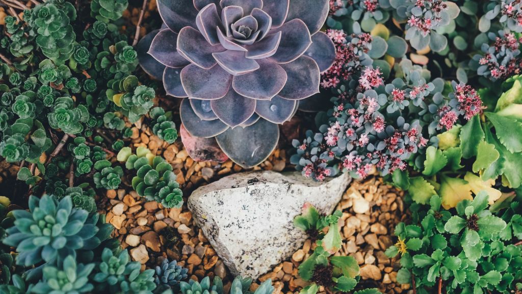 Succulent Flowers, Plant, Abstract, Сочные Цветы, Plant, Abstract, HD, 2K, 4K