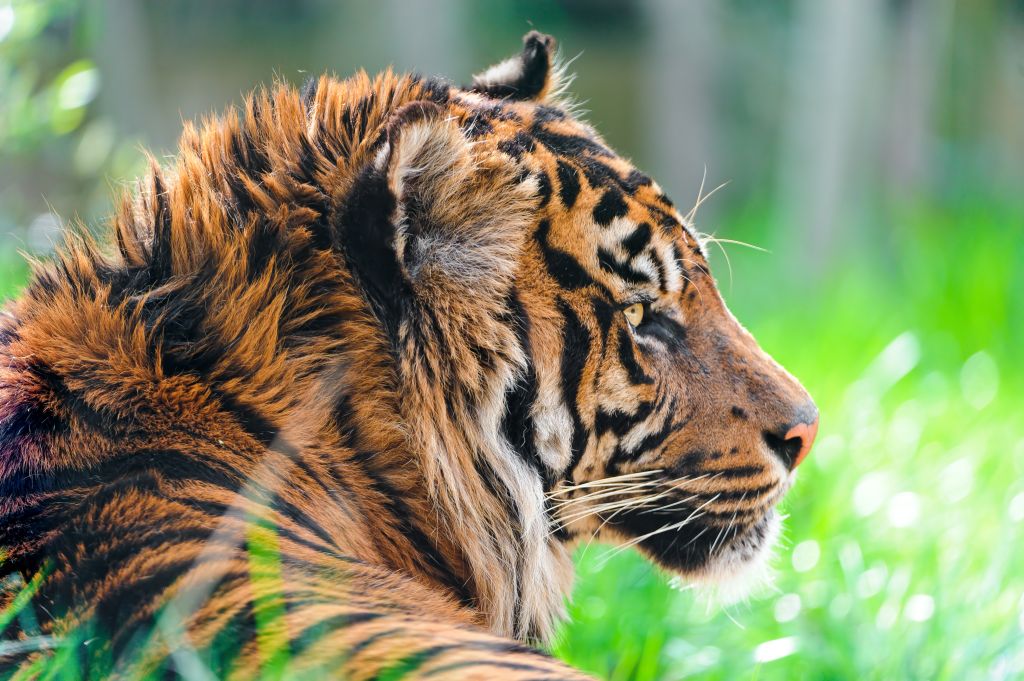 Суматранский Тигр, HD, 2K, 4K