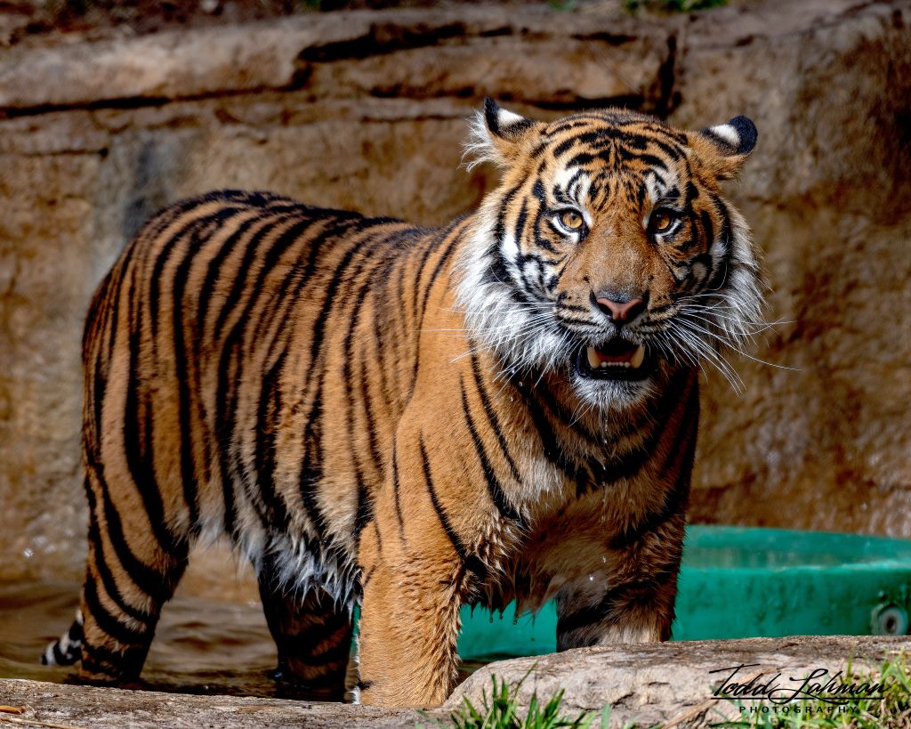 Суматранский Тигр, Зоопарк, 4К, HD, 2K, 4K