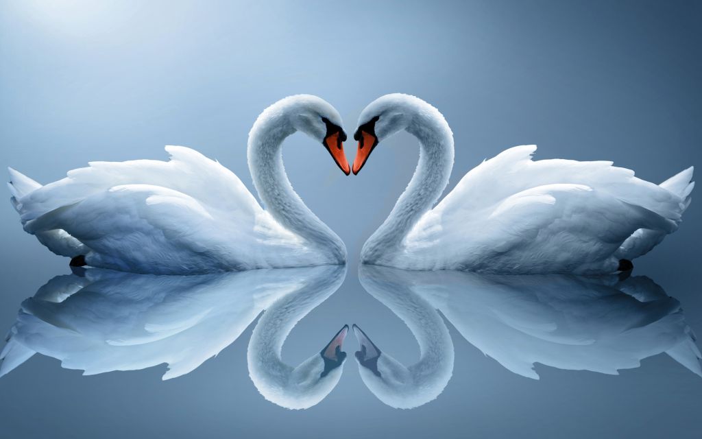 Лебеди, Влюбленное Сердце, Романтические Лебеди, Влюбленные, Пара, HD, 2K