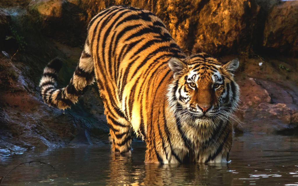 Тигр, Большая Кошка, HD, 2K