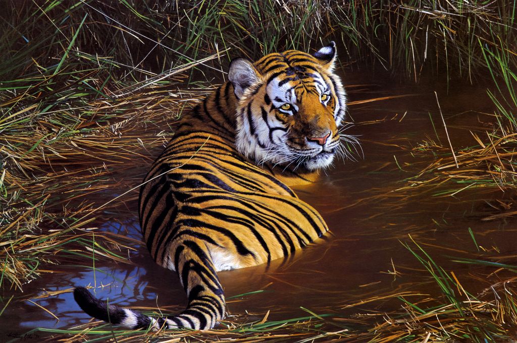 Тигр, Дикая Природа, Масляная Краска, HD, 2K