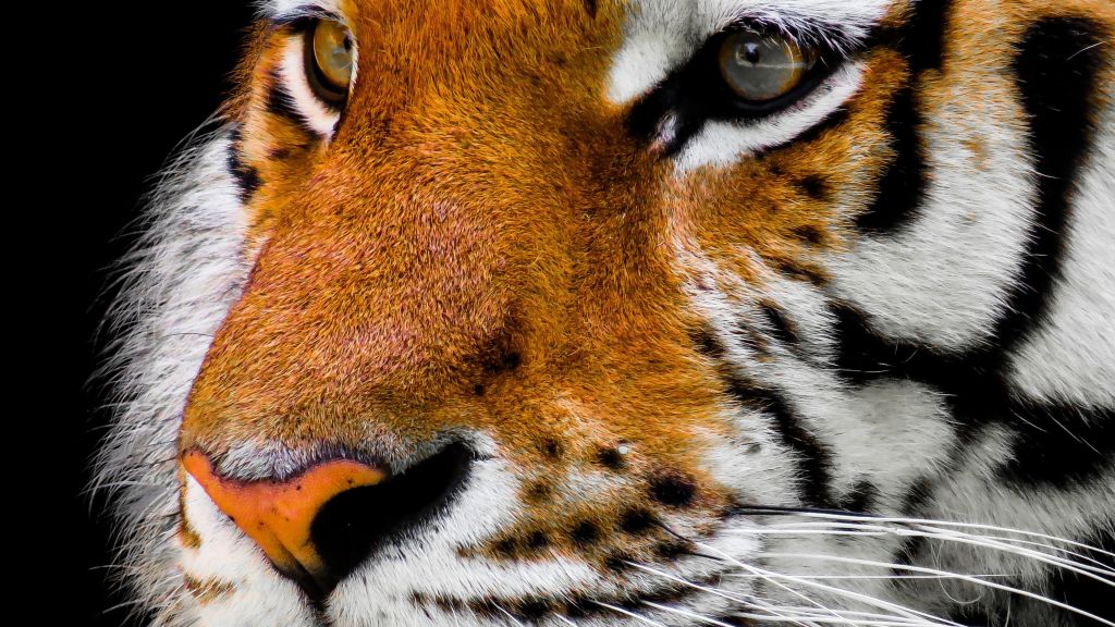 Тигр, Милые Животные, HD, 2K, 4K