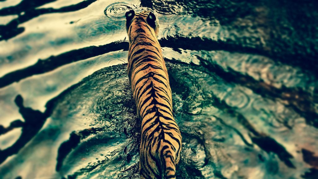 Тигр, Вода, Милые Животные, HD, 2K, 4K