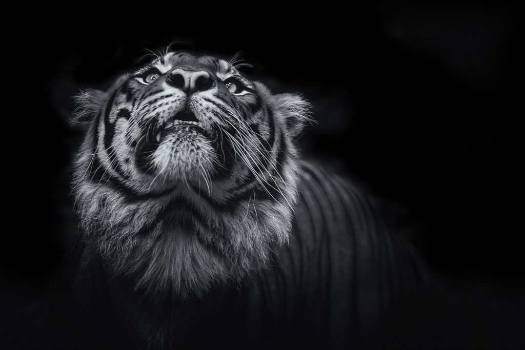 Тигр, Темный, Черный, HD, 2K, 4K, 5K