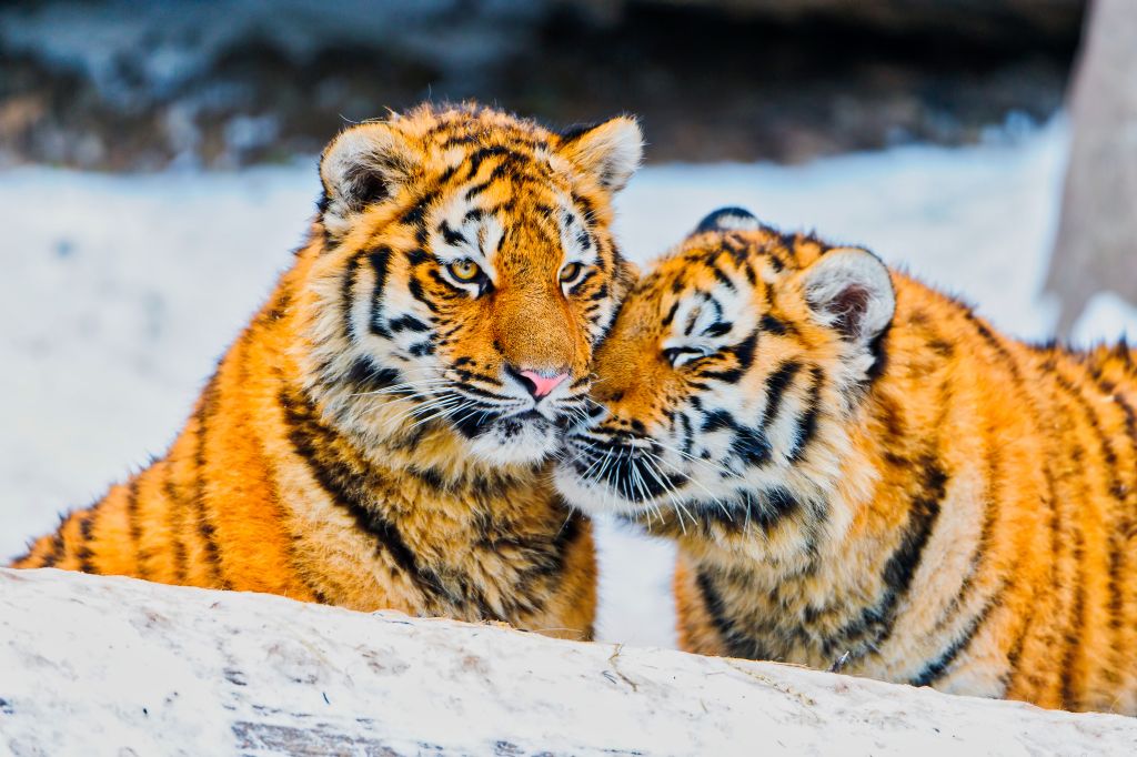 Тигры, Мило, Пара, Зима, Амурский Тигр, Снегопад, Швейцария, HD, 2K