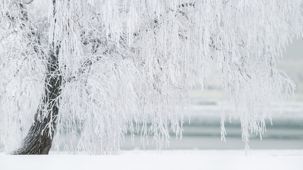 Tree, Snow, Winter, Дерево, Снег, Зима, Tree, Snow, Winter, HD, 2K