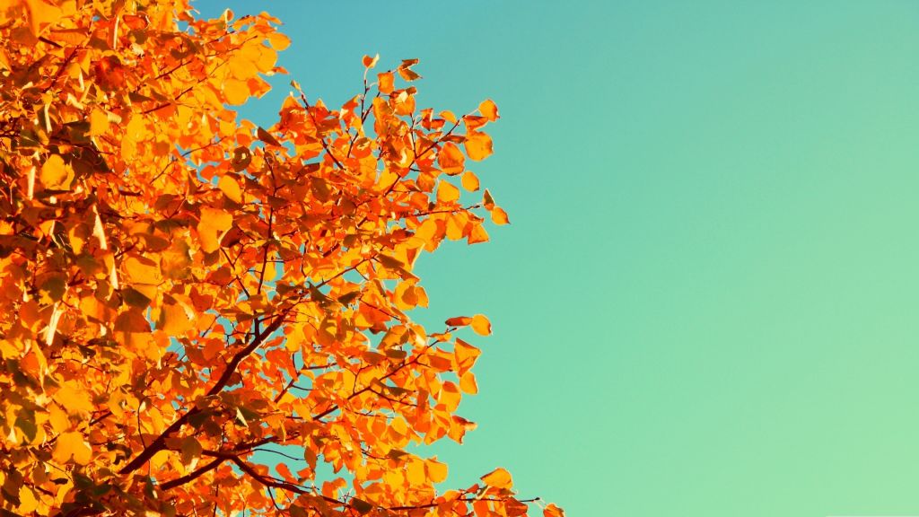 Дерево, Небо, Осень, Желтые, Листья, HD, 2K, 4K