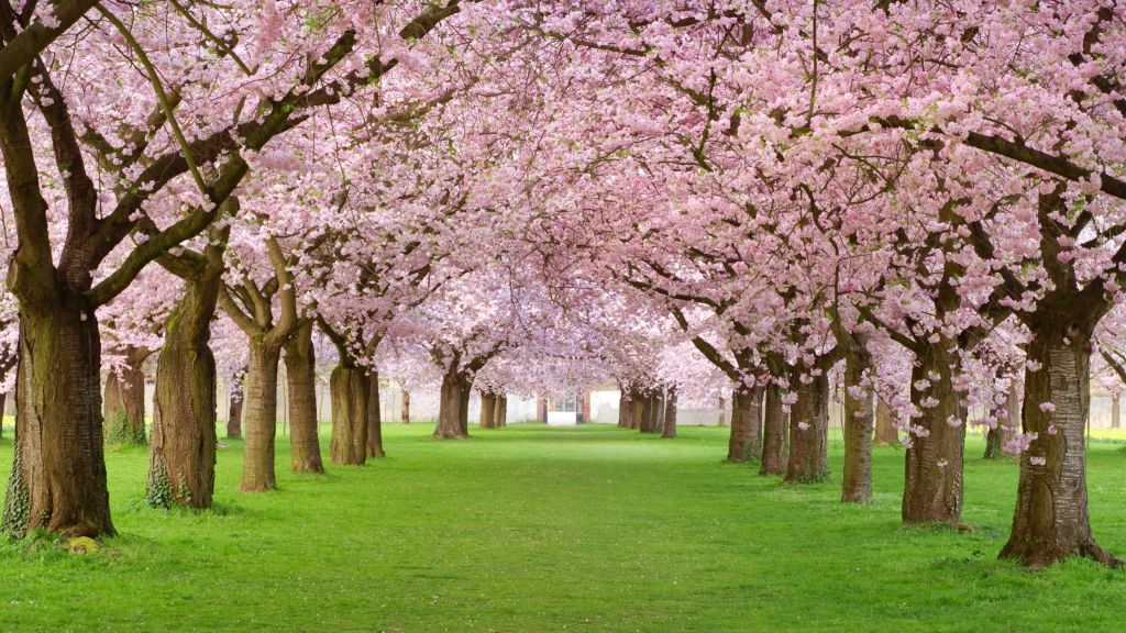 Деревья, Цветение, Парк, Розовый, HD, 2K, 4K