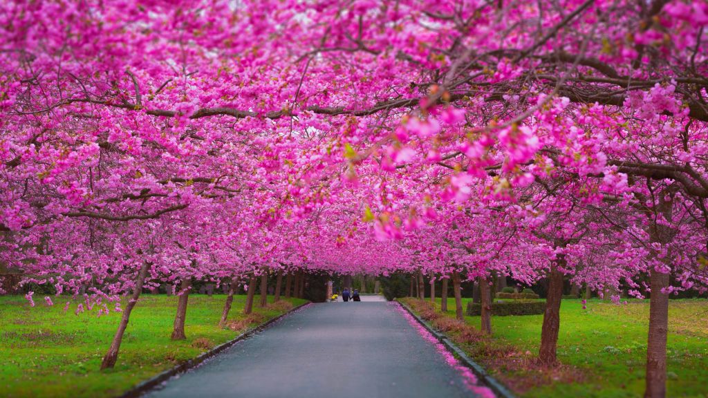 Деревья, Сакура, Весна, HD, 2K, 4K