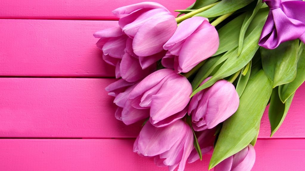 Тюльпан, Весна, Цветок, Розовый, HD, 2K, 4K