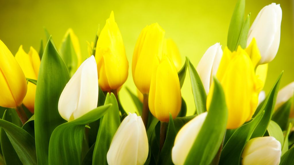 Тюльпан, Весна, Цветок, Желтый, HD, 2K, 4K