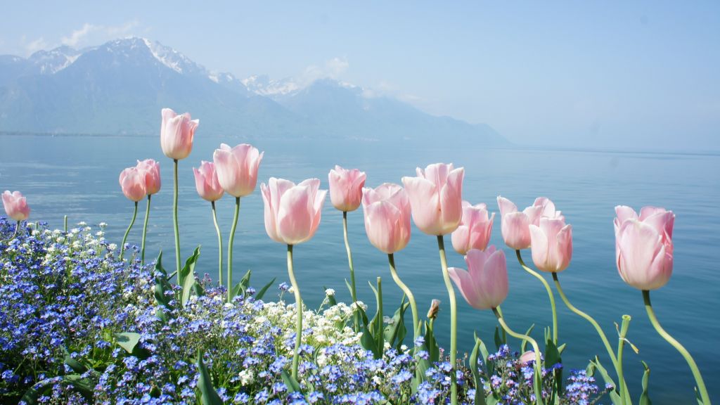 Тюльпан, Весенние Цветы, Горы, HD, 2K, 4K