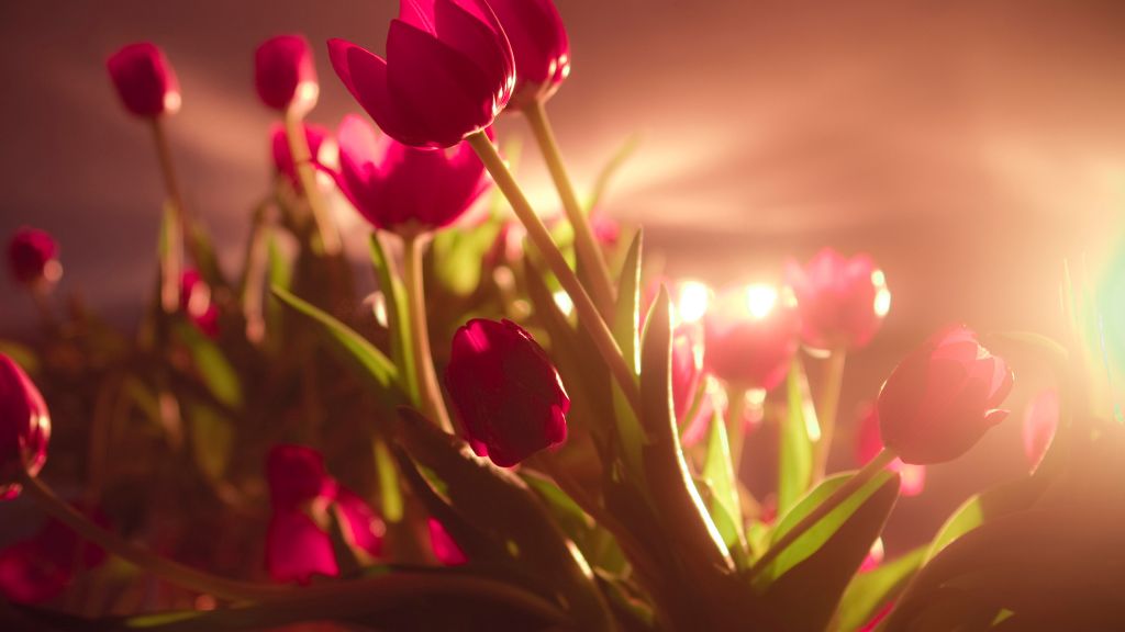 Тюльпаны, Красные, День Святого Валентина, 14 Февраля, HD, 2K, 4K