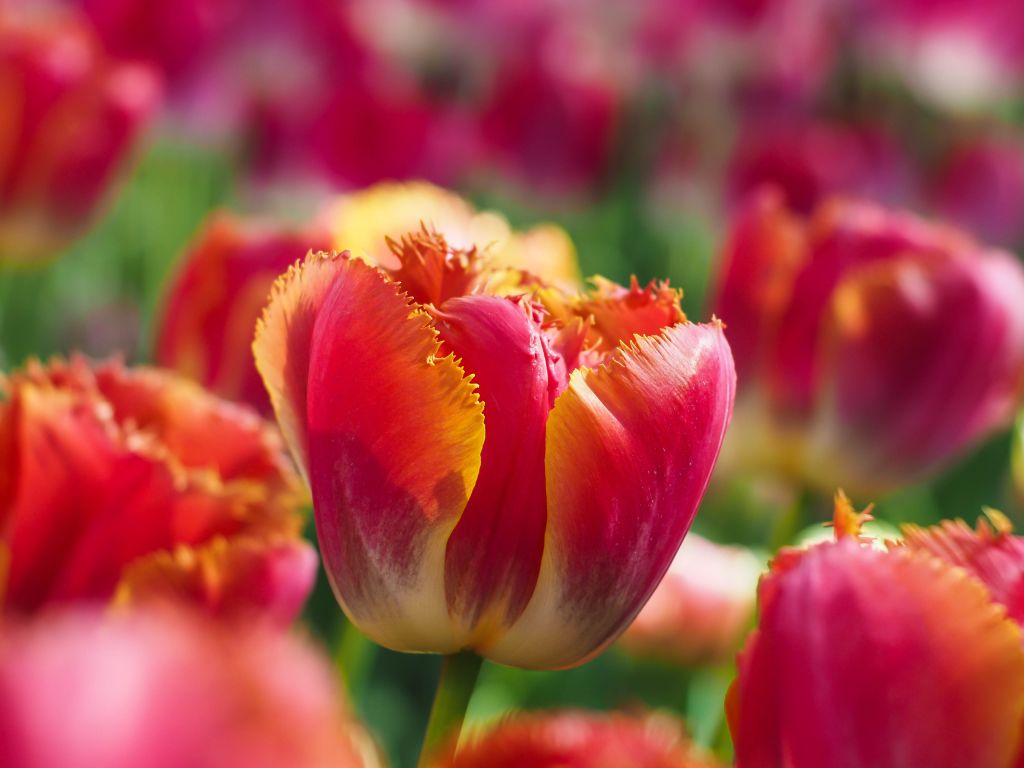 Тюльпаны, Весна, Красный, Макро, HD, 2K, 4K