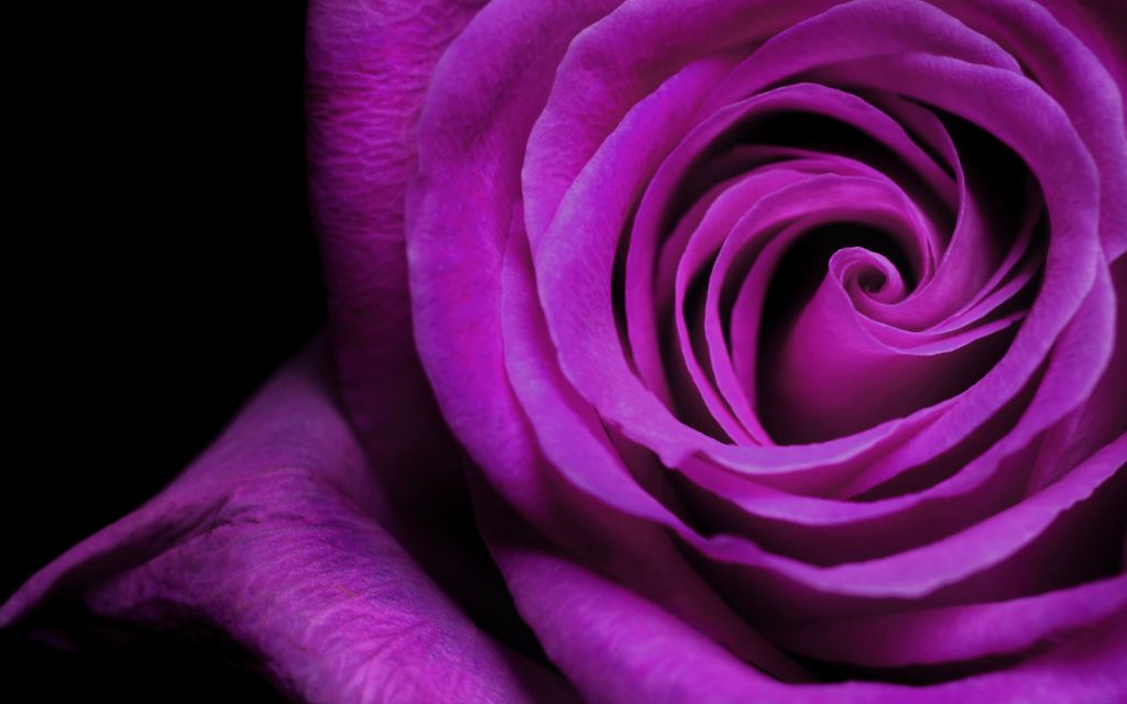 Фиолетовая Роза, HD, 2K, 4K, 5K