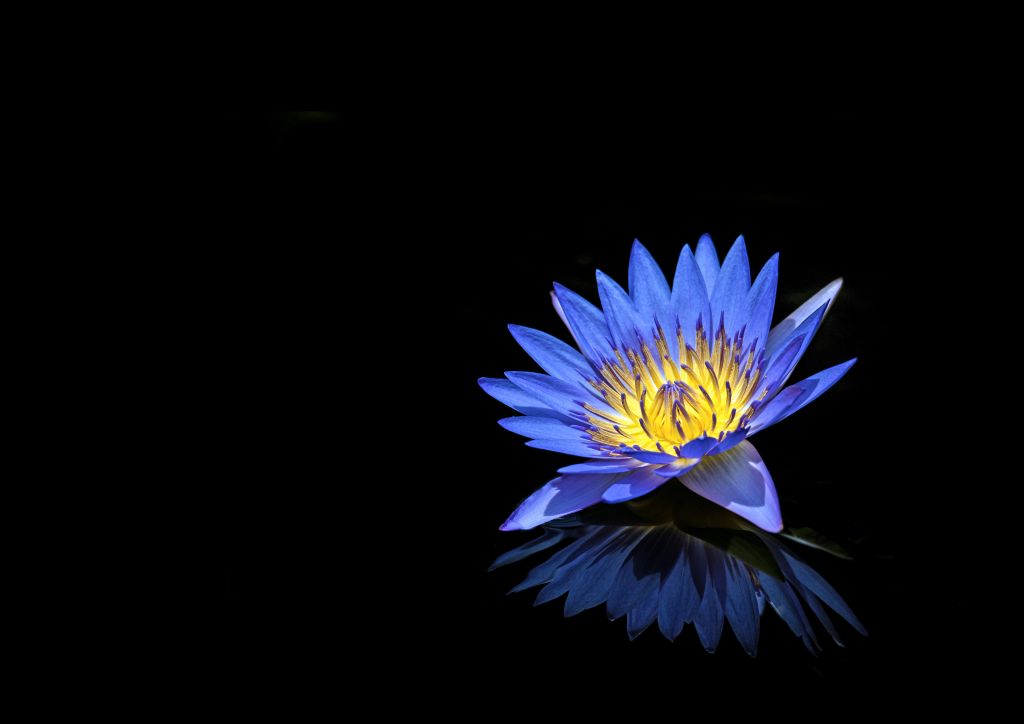 Водяная Лилия, Голубой Цветок, Черный Фон, 4К, 5К, HD, 2K, 4K, 5K