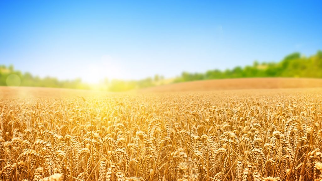 Пшеница, Field, Nature, Sky, HD, 2K, 4K