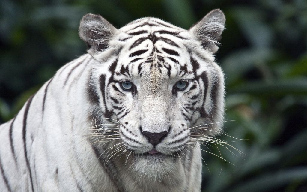 Белый Тигр, Зоопарк, HD, 2K