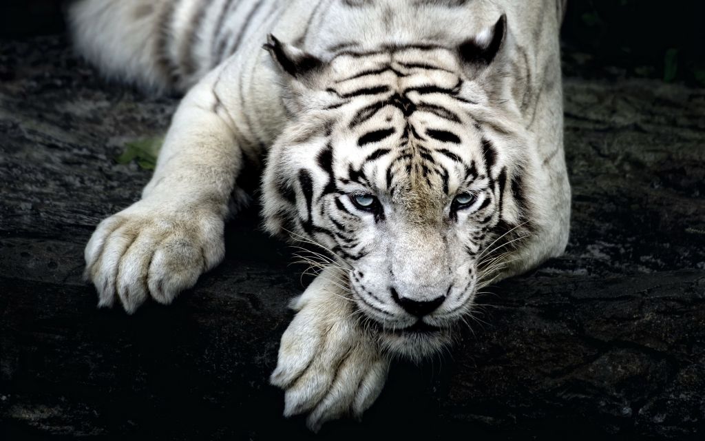 Белый Тигр, HD, 2K