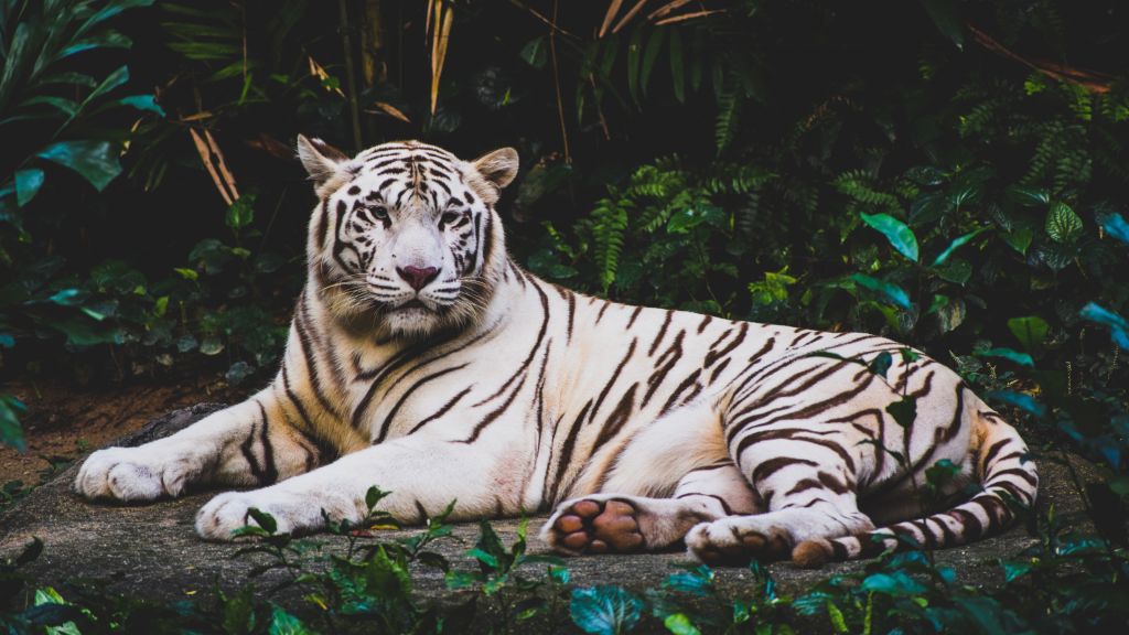 Белый Тигр, HD, 2K, 4K